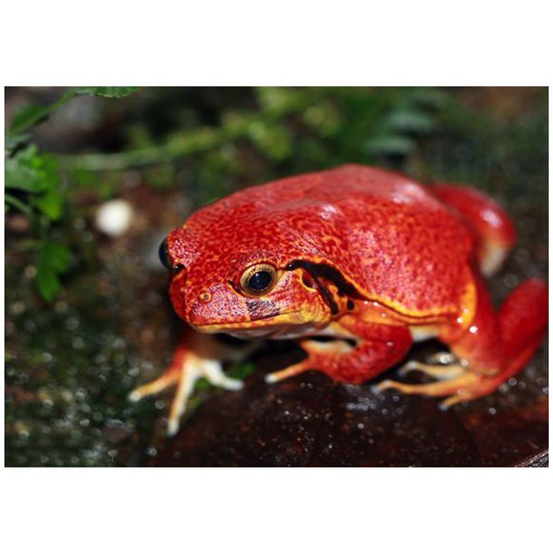 Dyscophus guineti (Broasca rosie) - imagine 4